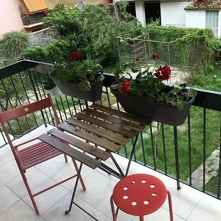 The Geranium *